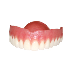 Top D Premium Dentures Model